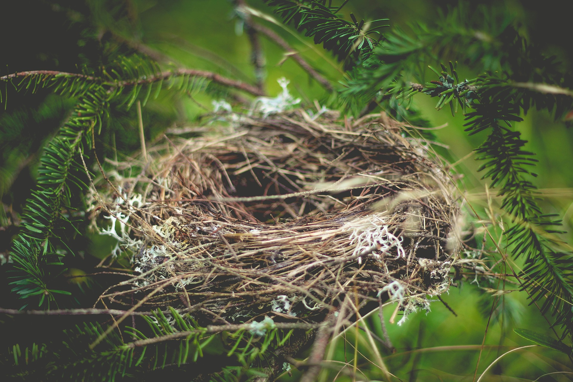 closeup birds nest in pine tree